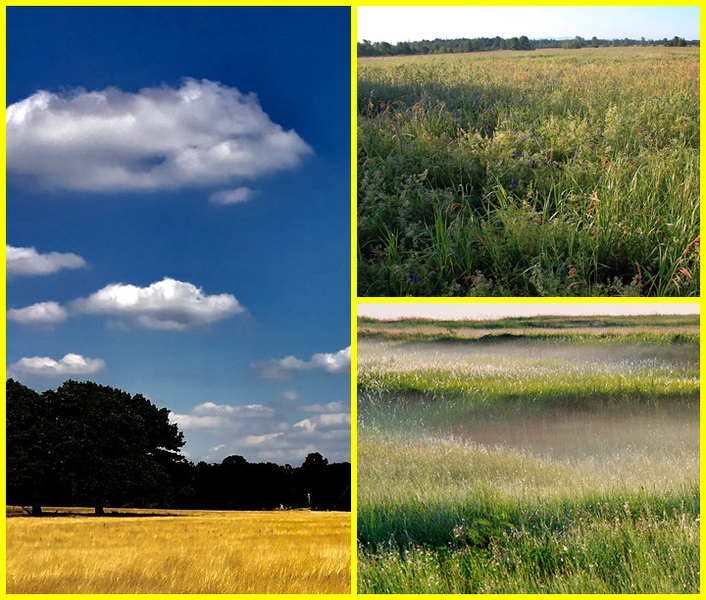 Grassland biome